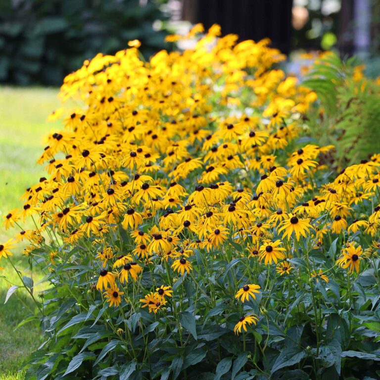 Native plants garden Connecticut Black-eyed-susan