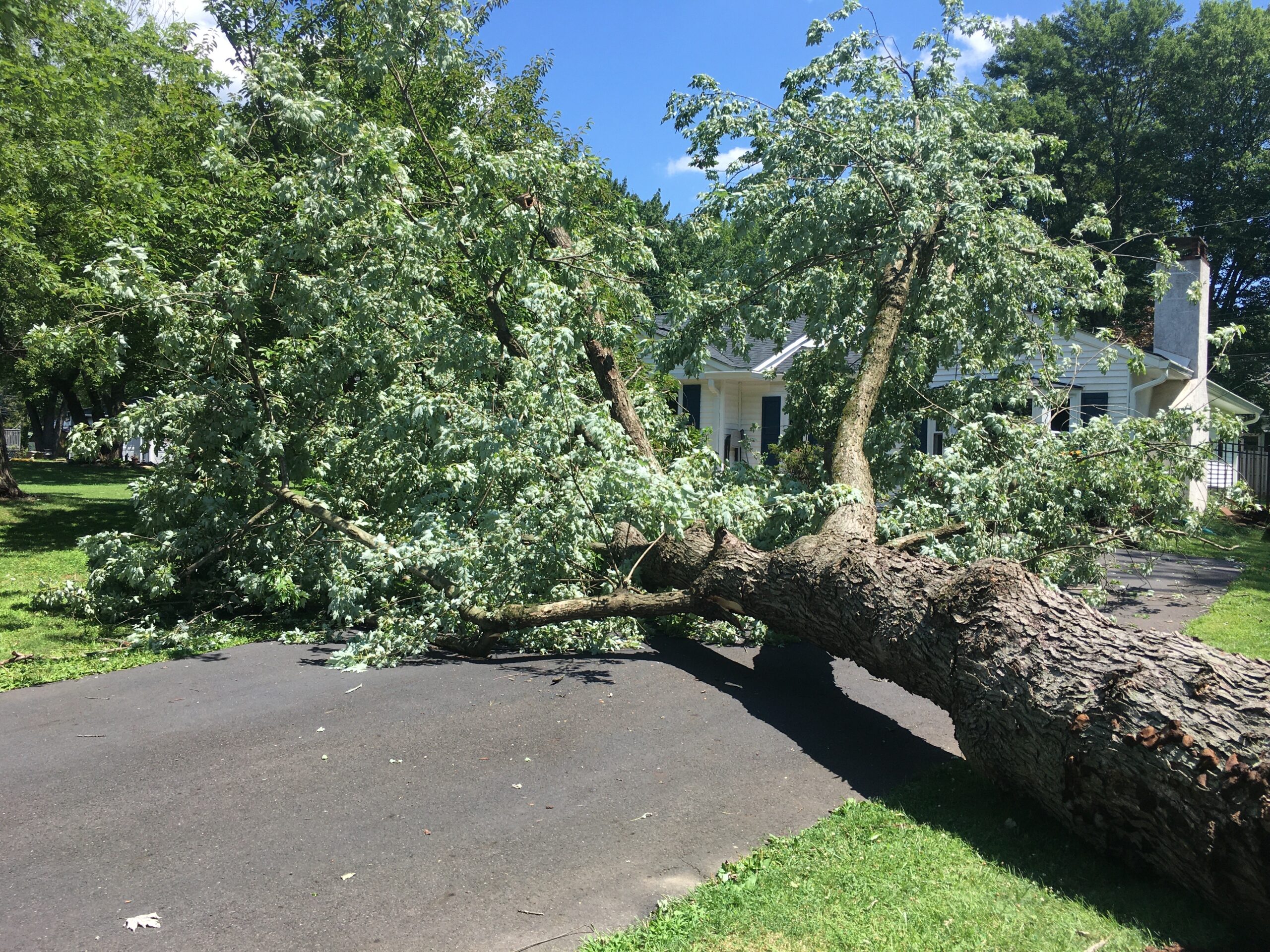 Tree that had fallen storm clean up | High Vibe Gardens