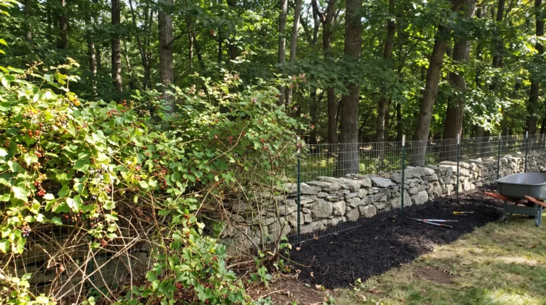 Fence line and stone wall being cleared of invasive bittersweet vines in a Connecticut backyard