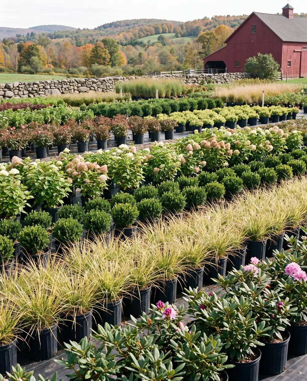 Rows of healthy potted shrubs and perennials lined up ready for planting