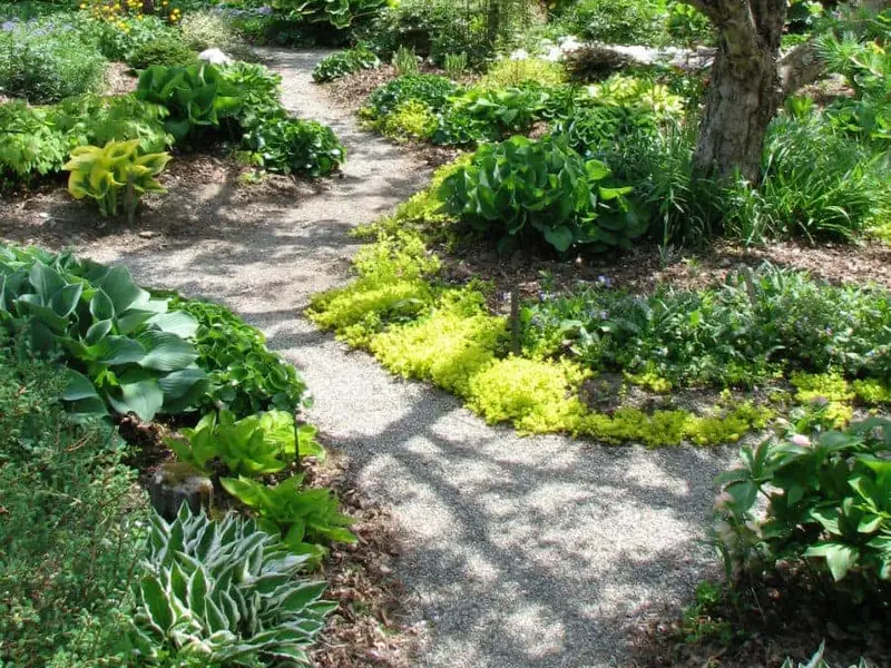 Healthy shade garden with hostas and a gravel path cared for by High Vibe Gardens