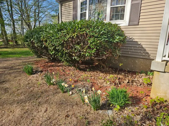 Garden bed before a spring cleanup, covered in dead leaves and debris